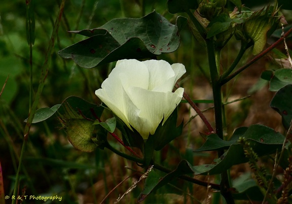 {Gossypium hirsutum}